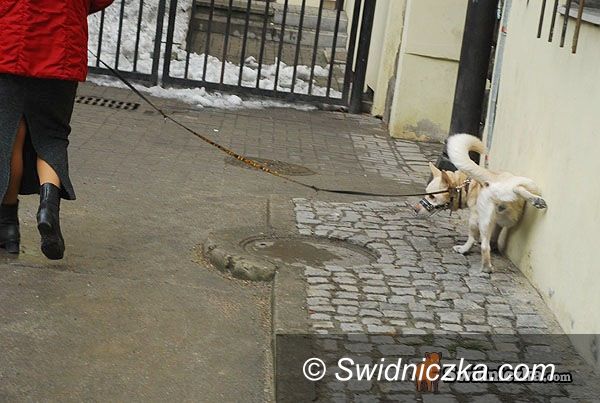 Świdnica: Ale wstyd!