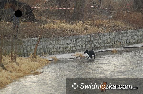 Świdnica: Ryzykowne zabawy