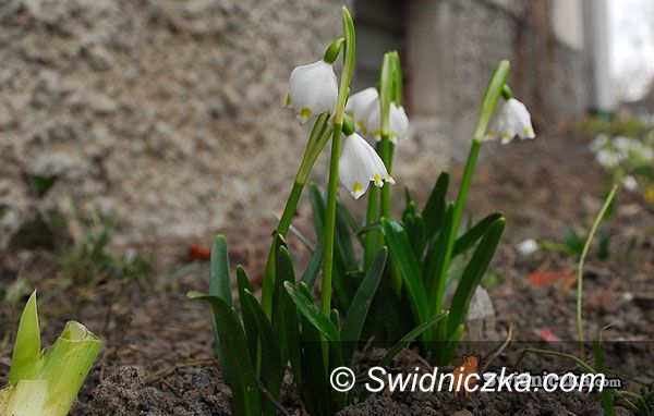 Świdnica: Do wiosny jeszcze 18 dni, a tymczasem&#8230;