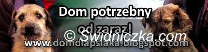 Świdnica: Bez Państwa pomocy czeka je śmierć