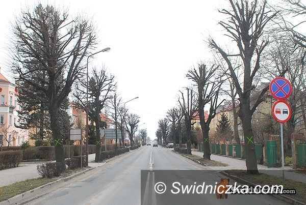 Świdnica: Miasto: Nie chcemy masowej wycinki lip