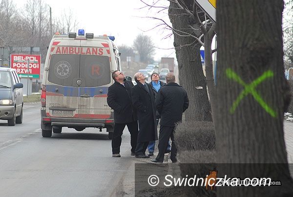 Świdnica: 3 lipy do wycięcia, reszta bezpieczna