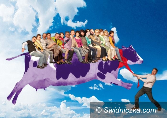 Świdnica: Polecą na krowie