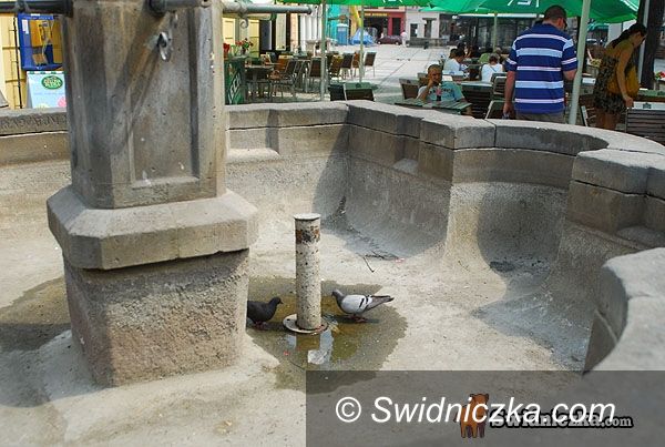 Świdnica: Gołębie sobie radzą