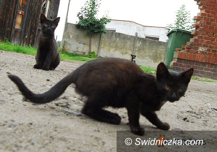 Świdnica: Kto się boi piątku trzynastego? A stada czarnych kotów?