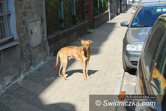 Świdnica: Dramat Hektora
