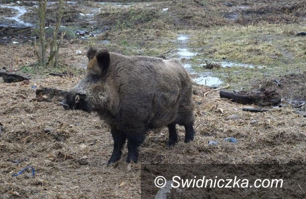 Świebodzice: Dziki problem