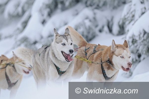 Jakuszyce: Sportowe emocje na polskiej Alasce!