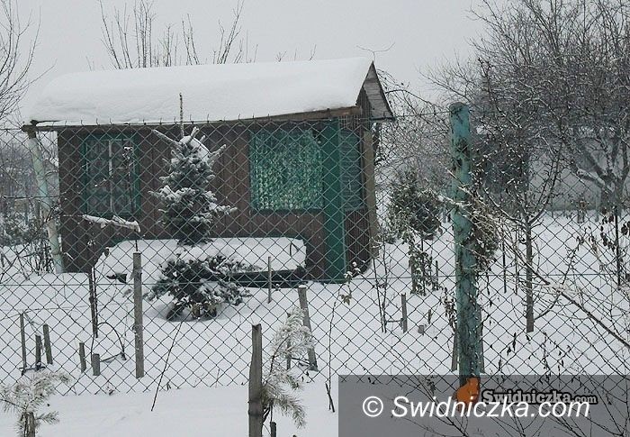 Świdnica: Ocaleni od zamarznięcia