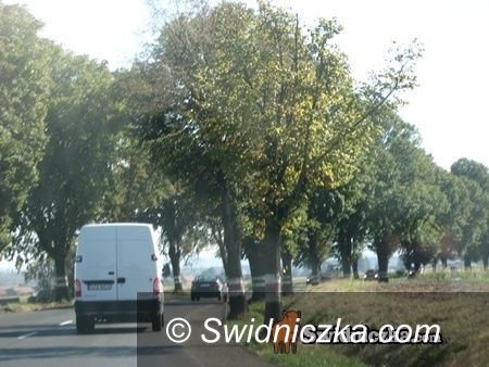 Świdnica/Strzegom: Wytną dwadzieścia lip na trasie na Strzegom