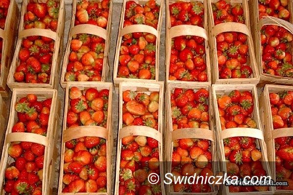 Świdnica: Urzędnicy o truskawkach