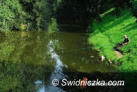 Świdnica: Uwaga: sezon na kleszcze rozpoczęty