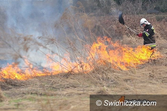 Chwałków: Plaga pożarów przy chwałkowskim lesie