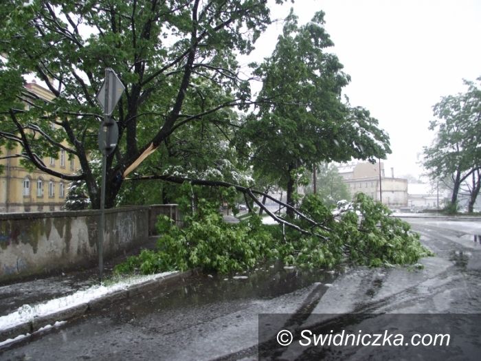 Świdnica: Drzewa się łamią jak zapałki