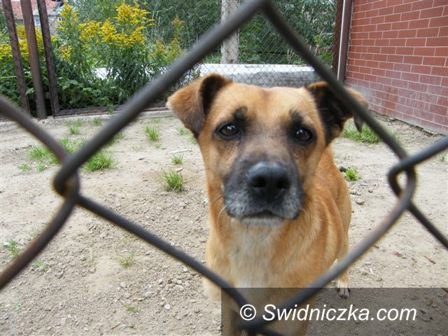 Świebodzice: Kundelek zamieszkał na komisariacie