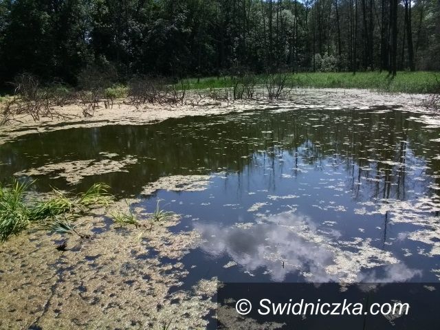 Świdnica: „Taka Nasza Natura – nasze użytki ekologiczne”