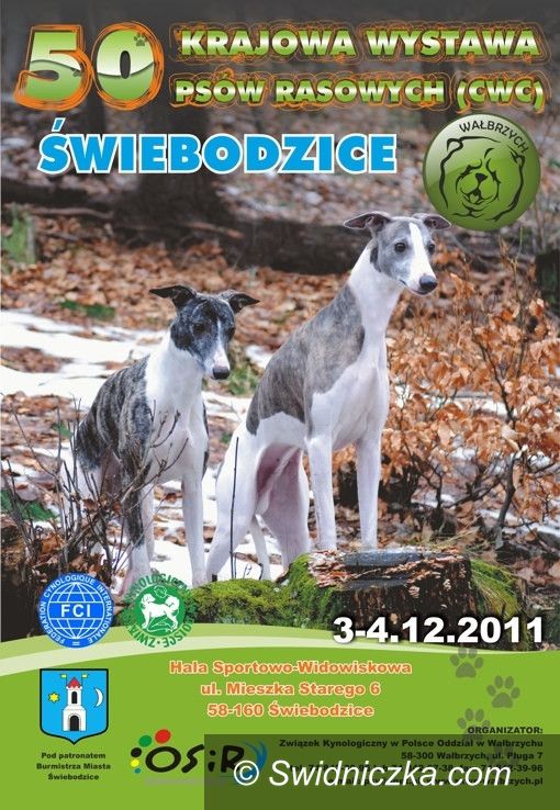 Świebodzice: Psie piękności w Świebodzicach