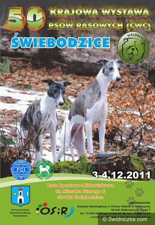 Świebodzice: Psie piękności w Świebodzicach