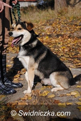 Uciechów/ Świdnica: Scooby– psi optymista szuka nowego domu
