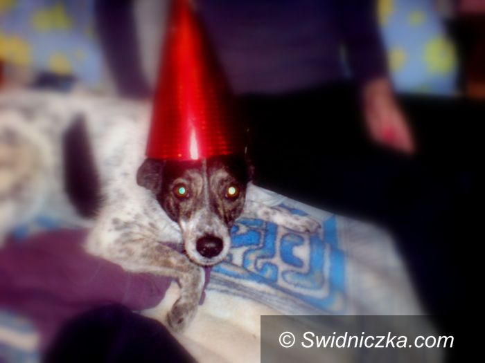 Świdnica: Pieski Sylwester– rady dla właścicieli czworonogów