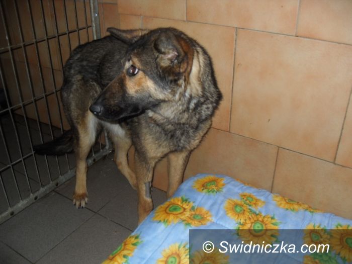 Dzierżoniów: Zaadoptuj ze świdniczką– Azja czeka na nowego właściciela