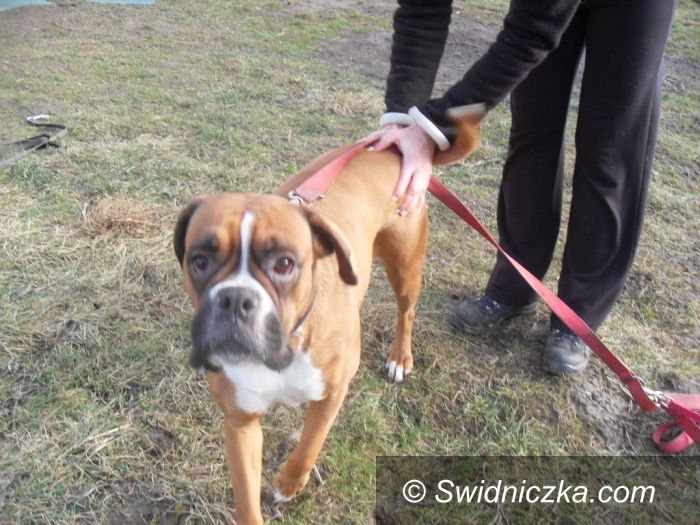 Świdnica/Dzierżoniów: Zaadoptuj ze świdniczką– Roxy czeka na nowego właściciela
