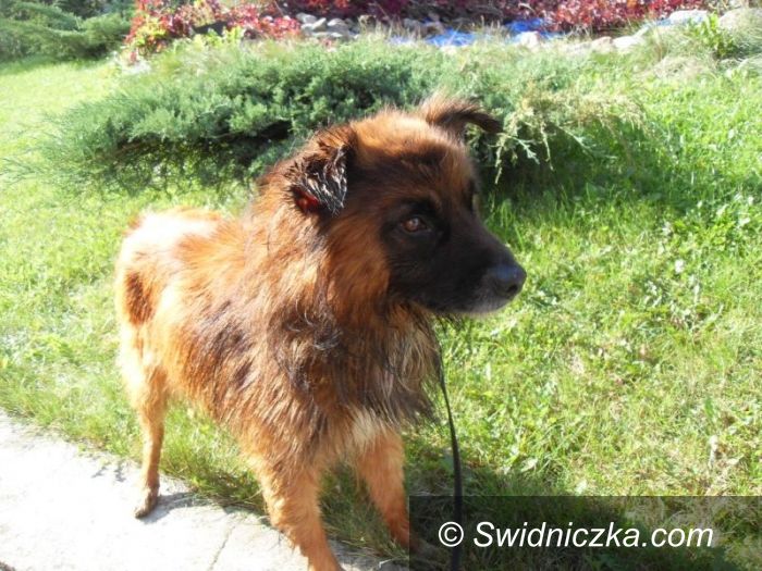 Dzierżoniów: Zaadoptuj ze świdniczką– Kesh marzy o nowym domu