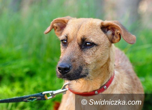Dzierżoniów: Zaadoptuj ze świdniczką– Poziomka i Luizka czekają na nowych właścicieli