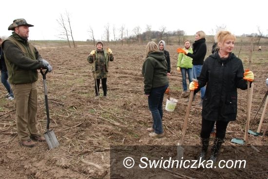 Świdnica: Posadzili wspólnie drzewa