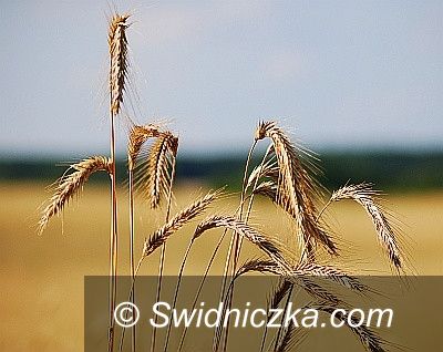 Świebodzice: Rolnicy szacują straty