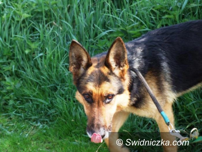 Uciechów: Zaadoptuj ze świdniczką– Doran rozpaczliwie poszukuje domu