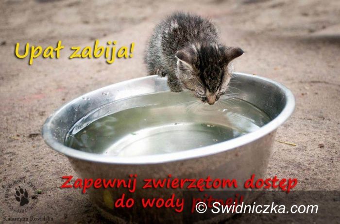 Świdnica: W upał pamiętajmy o zwierzętach