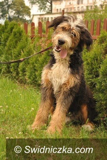 Uciechów: Zaadoptuj ze świdniczką: Frodo prześliczny kudłacz do adopcjii