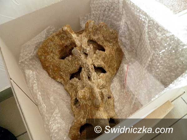 Żarów: Mamut już w Żarowie