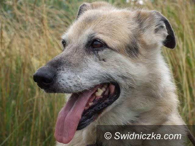 Uciechów: Zaadoptuj ze świdniczką: Duke czeka na dom
