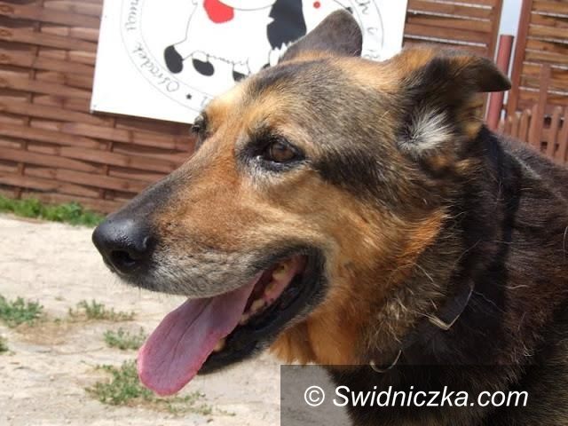 Uciechów: Zaadoptuj ze świdniczką: Dharma szuka przyjaciela