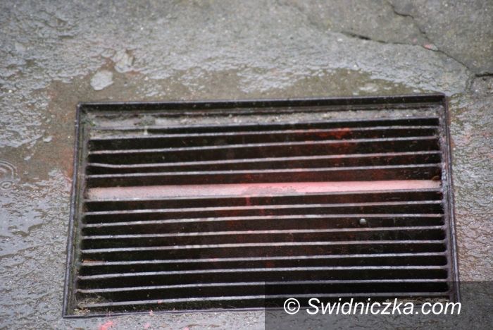 Świdnica: Kratki giną na potęgę