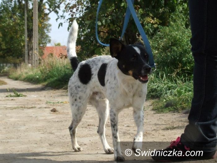 Region: Vigor szuka domu
