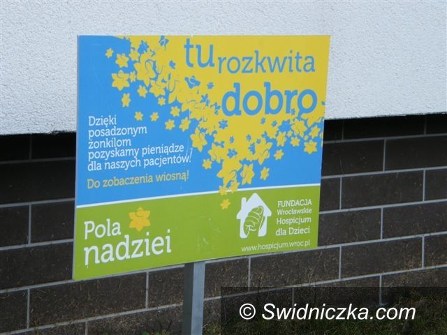 Świebodzice: Żonkile pełne nadziei