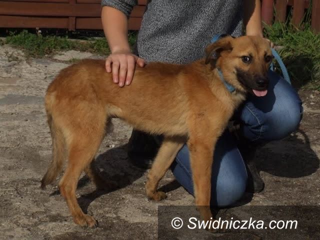 Uciechów: Grino–pies o wyglądzie szczeniaka! Pomóż mu zapomnieć o dawnym złu...