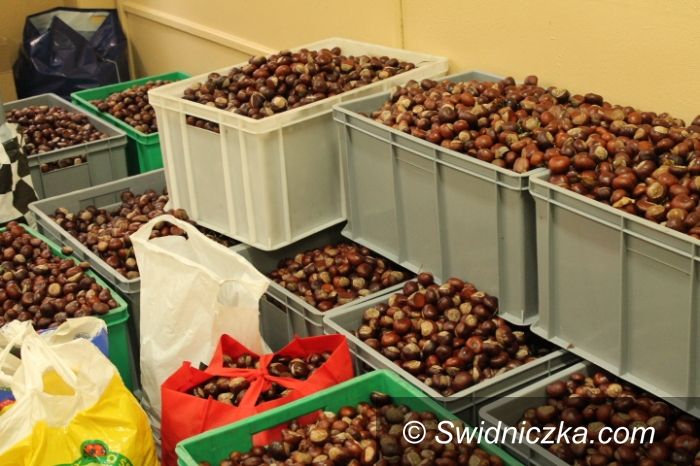 Świdnica: Kasztanowy rekord w SP 315