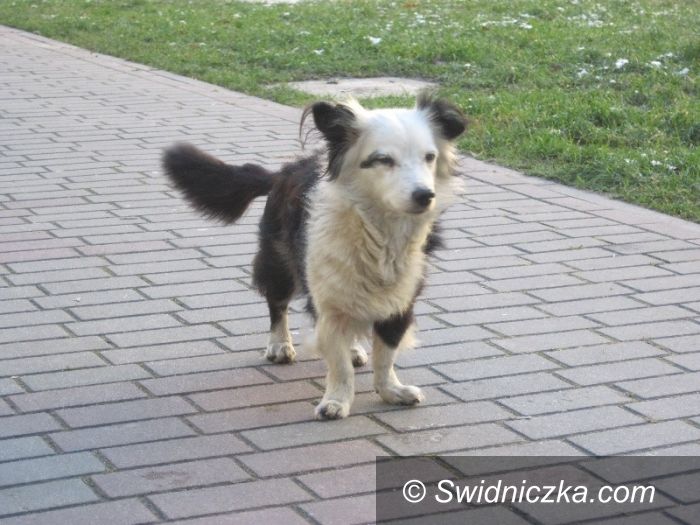 Świdnica: Sąsiedzka wrażliwość