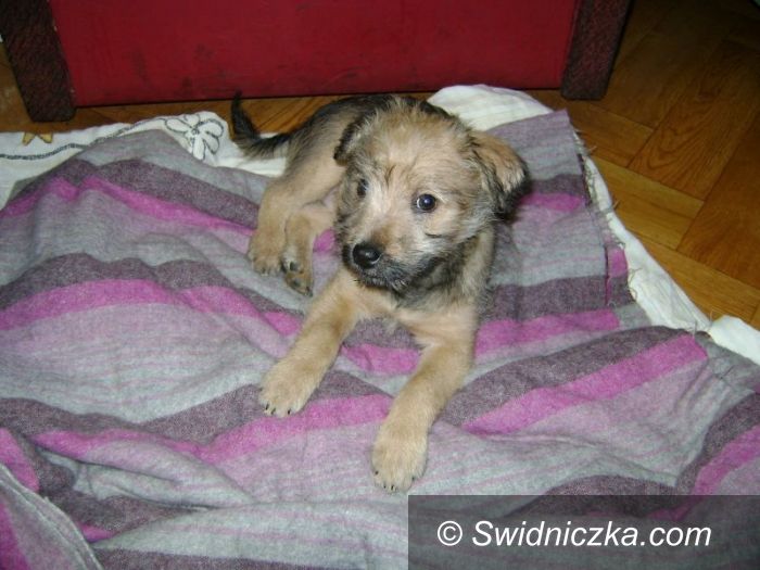 Świebodzice: Szczeniaczek szuka domu