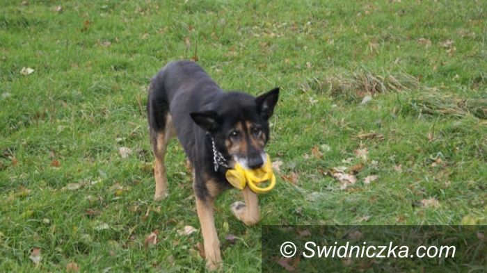 Świdnica: Jackie, pies szukający domu