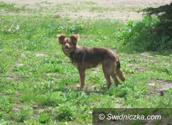 Świdnica: Wzrastająca odpowiedzialność