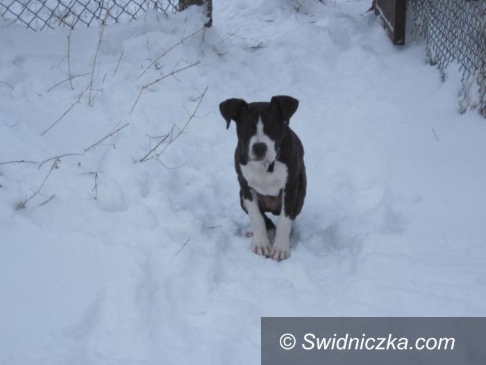 Świdnica: Poszukiwany właściciel!