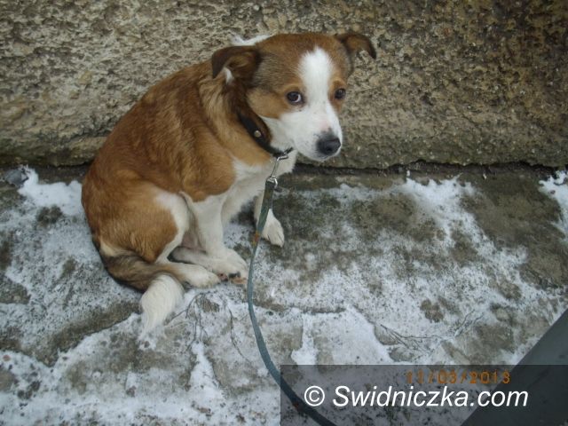 Świebodzice: Przywiązany do słupa