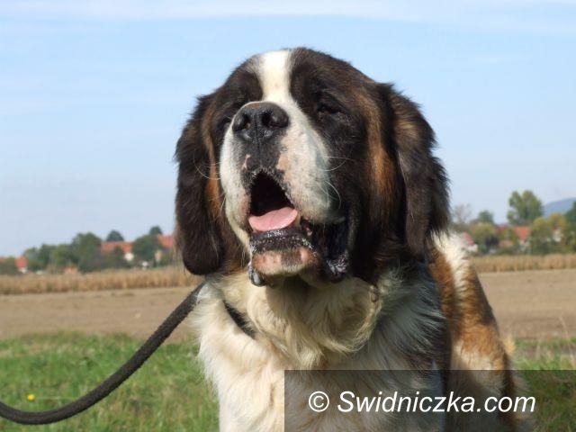 Uciechów: Milord szuka domu