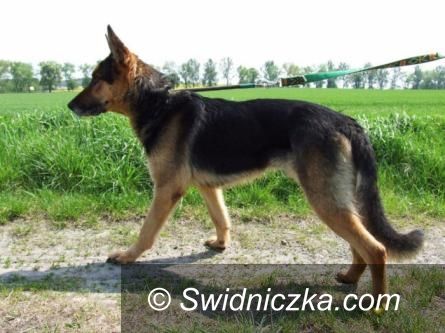 Świdnica: Pies to nie rzecz – to obowiązek