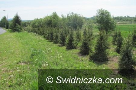 Świdnica: „Czas na las” w Świdnicy